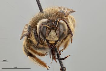 Media type: image;   Entomology 810632 Aspect: head frontal view